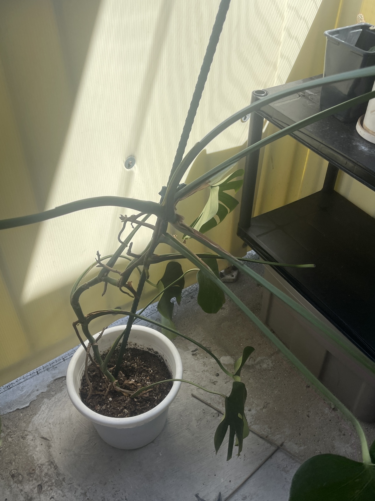Huugeee Balcony Monstera ⚽️ thumbnail