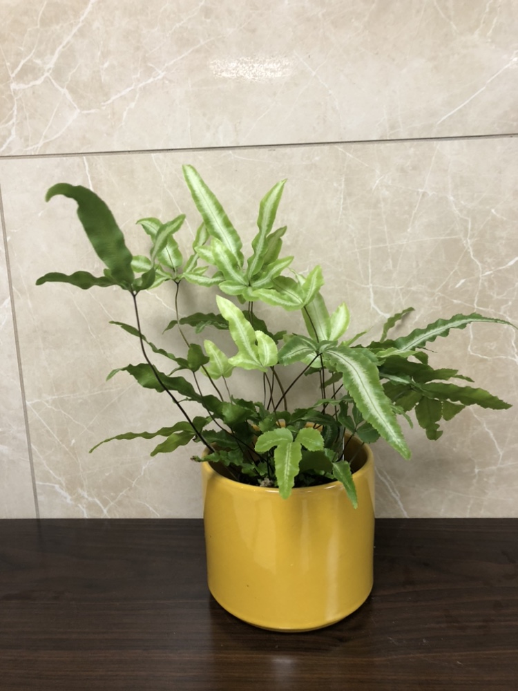 Fern plant with cover pot $8 thumbnail