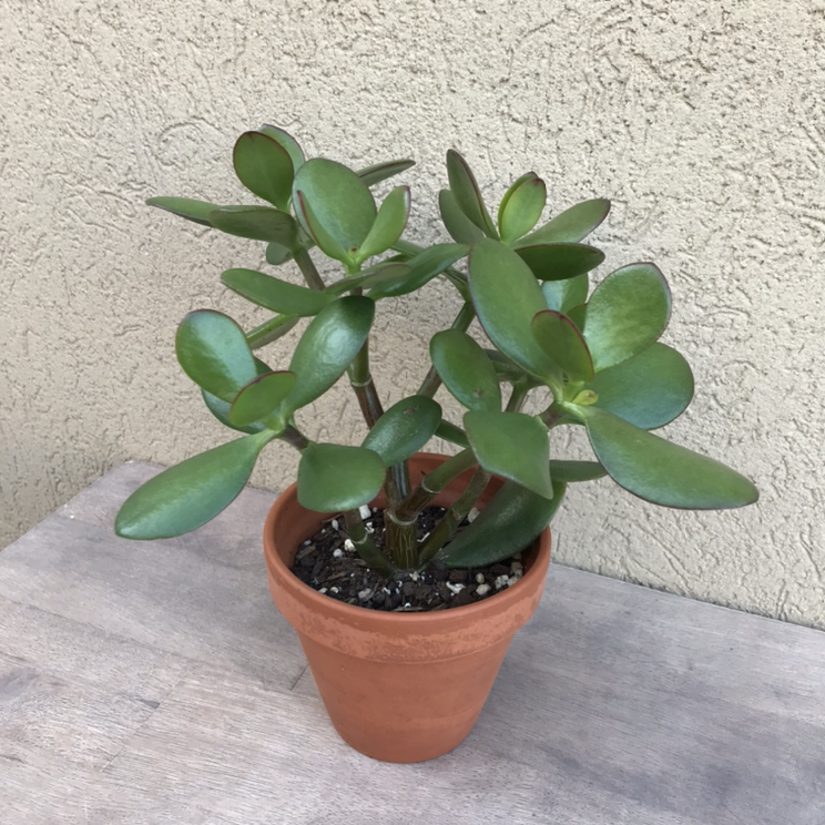 Jade plant thumbnail