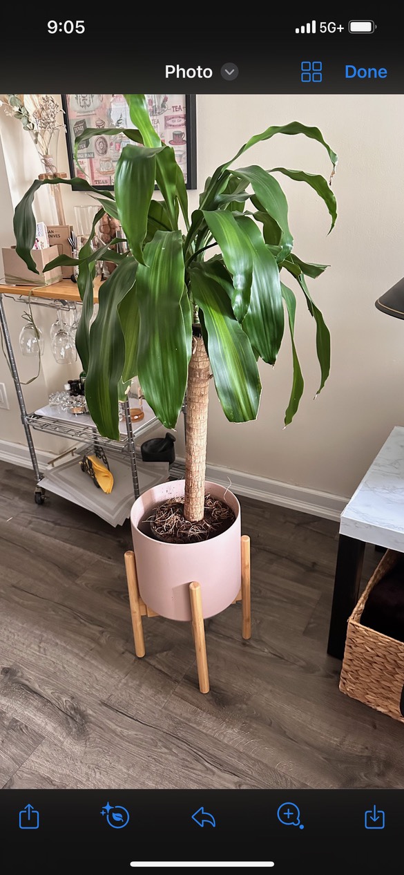 3’6” feet Draecaena Massaena with Pink Plant Pot and Stand - photo 3
