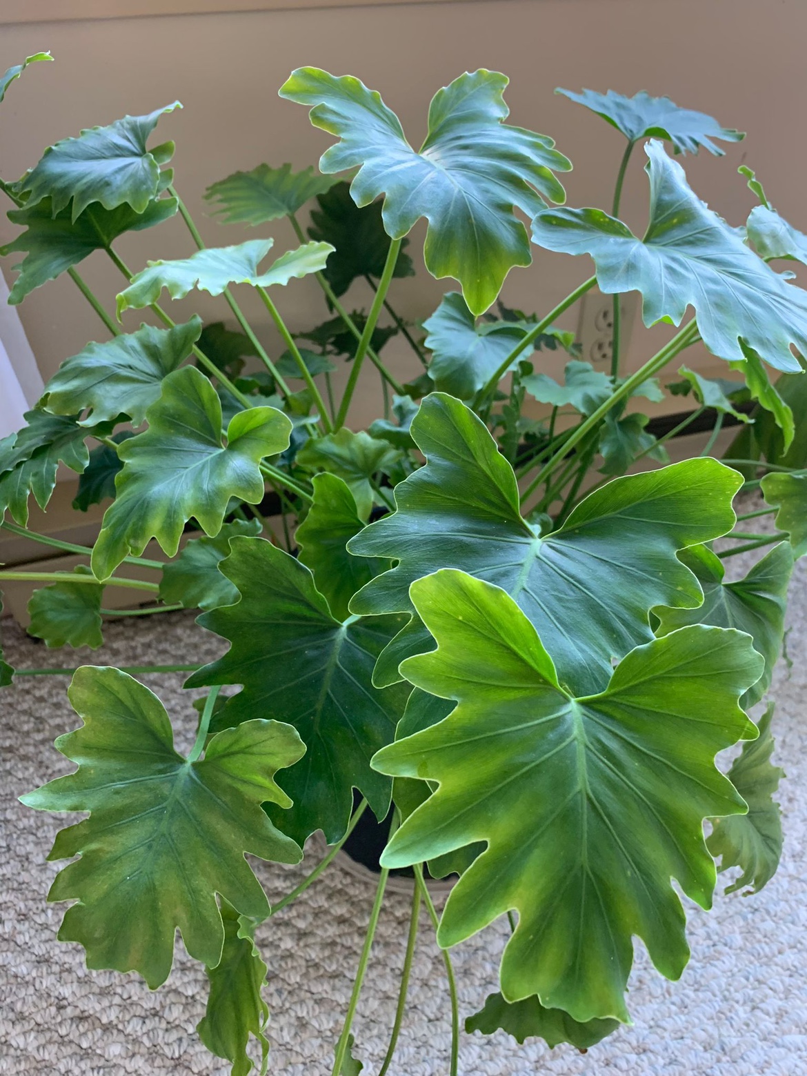 Plant - photo 2