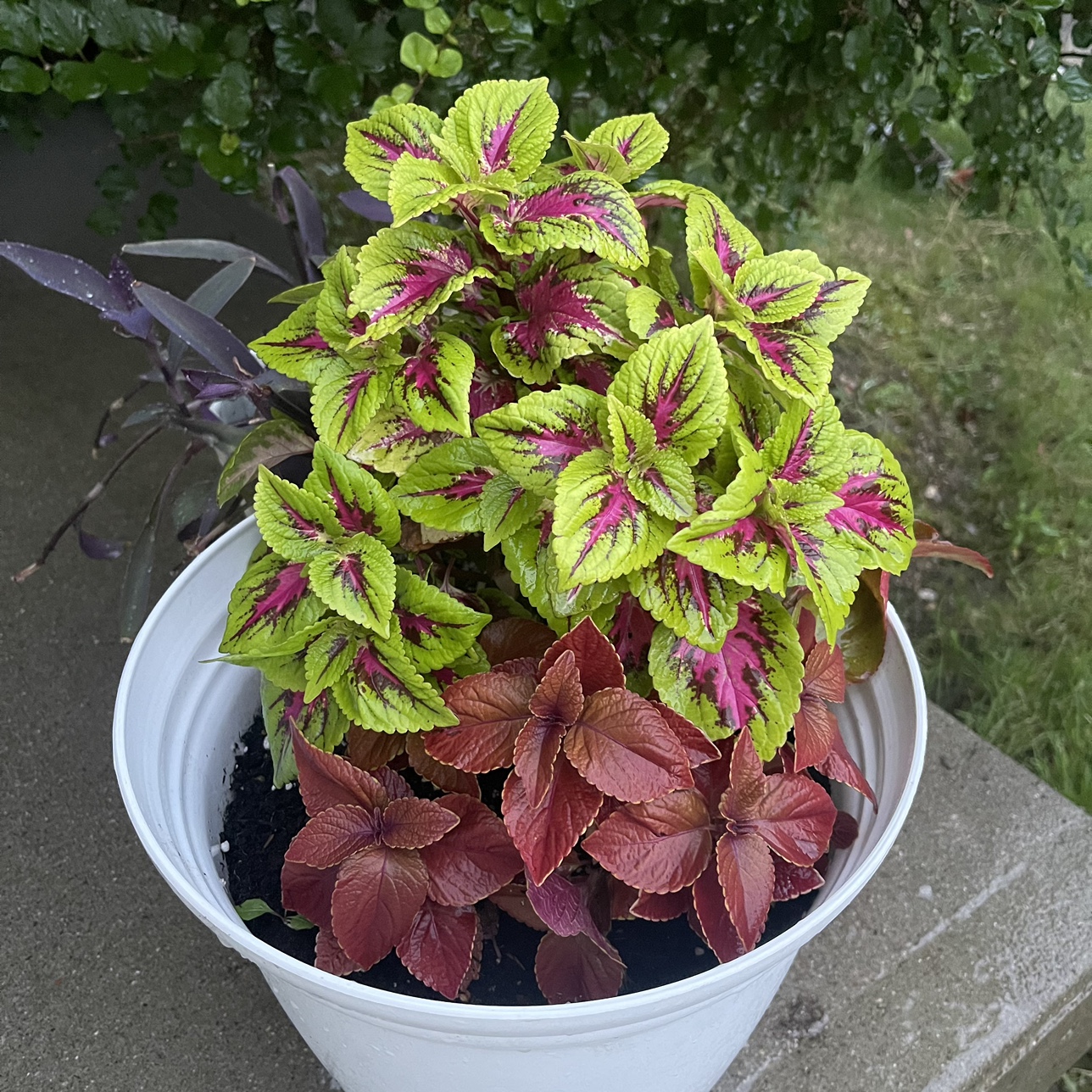 Red & green Coleus plant with begonia Combo - photo 5