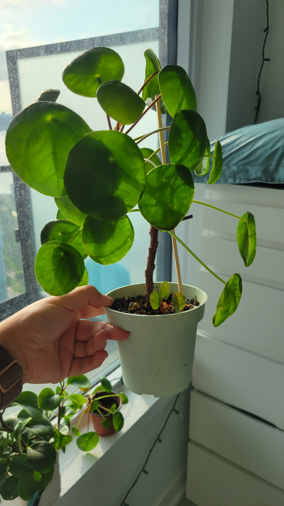 Pilea Peperomioides - Chinese Money Plant 🪴 image indicator(6)