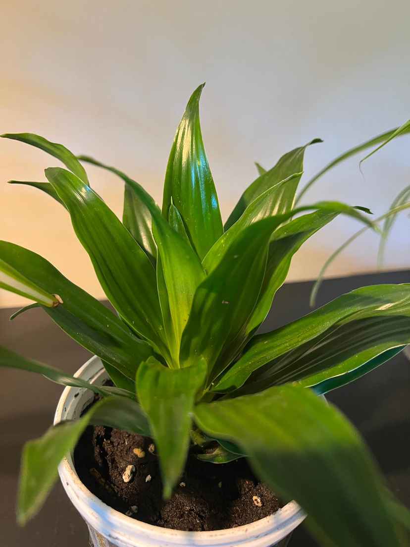 Dracaena Janet plant - photo 4
