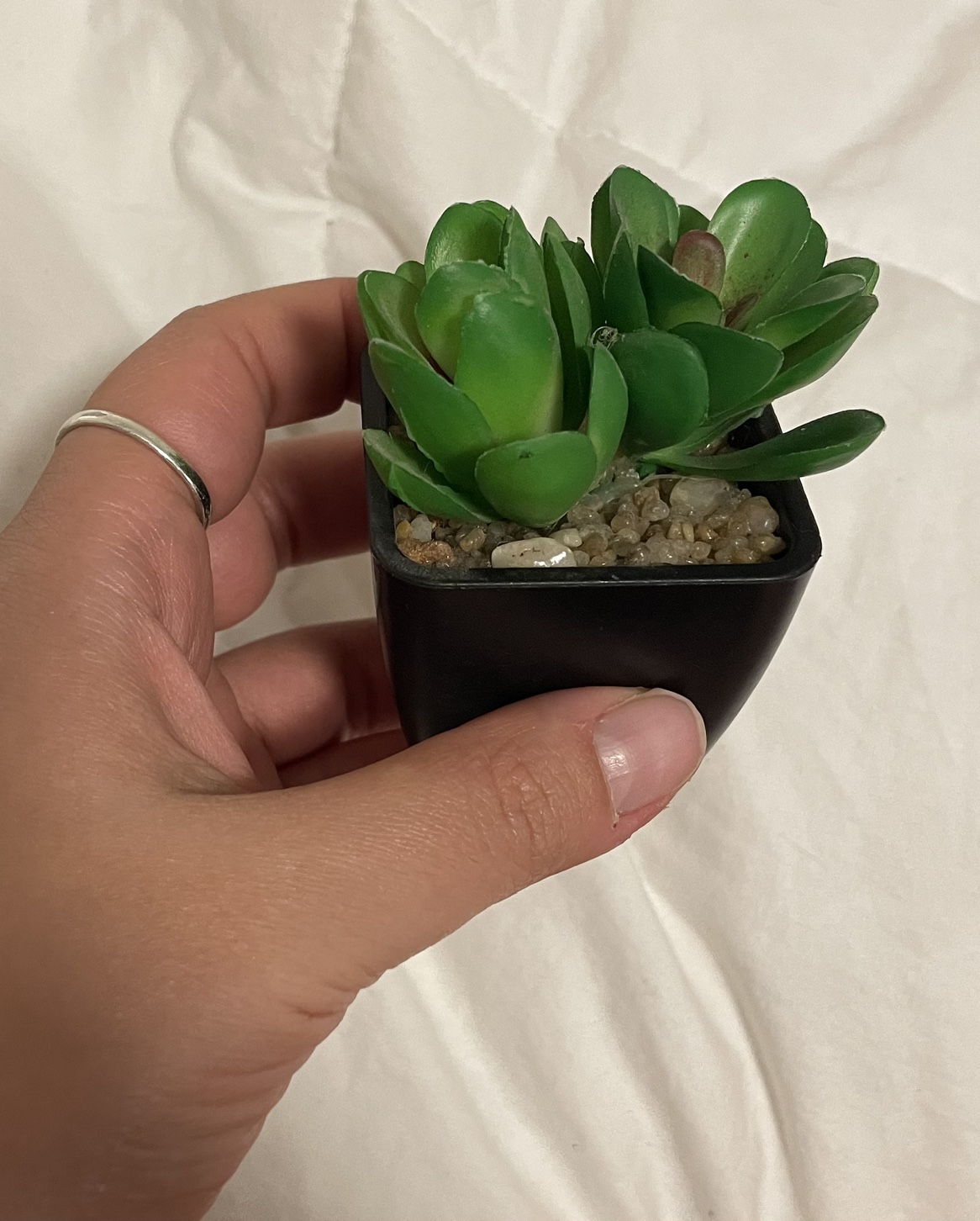 Free small plastic succulent