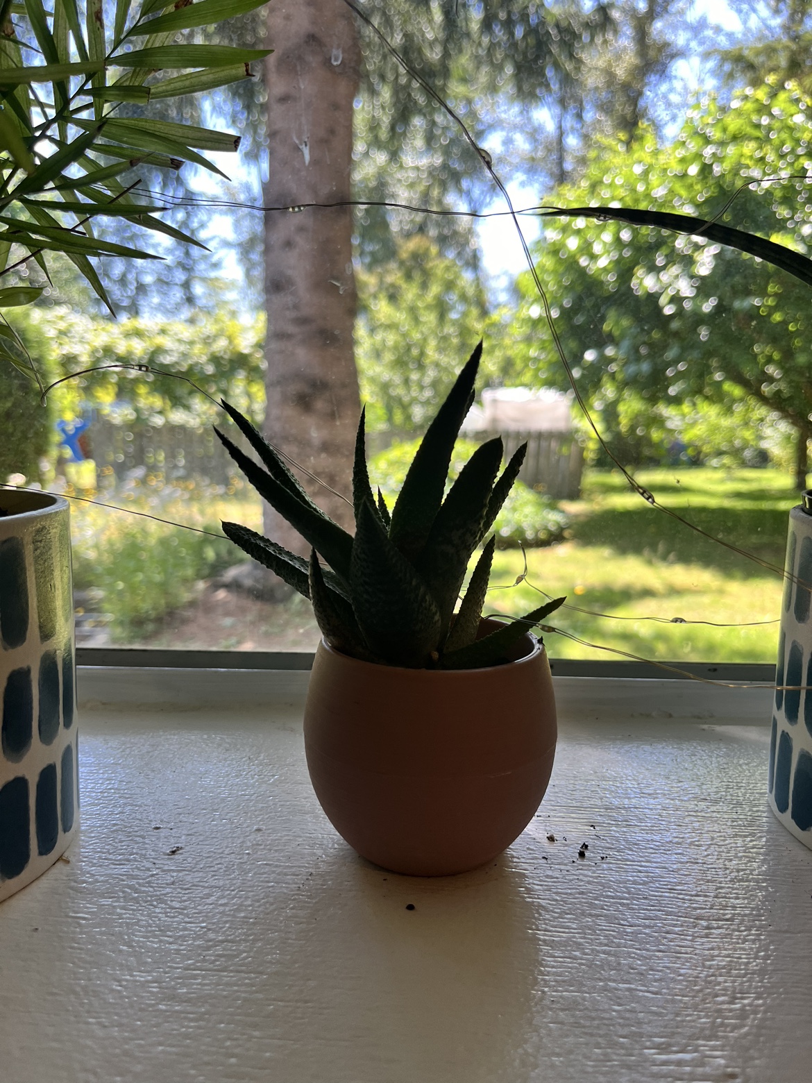 Plants for Sale