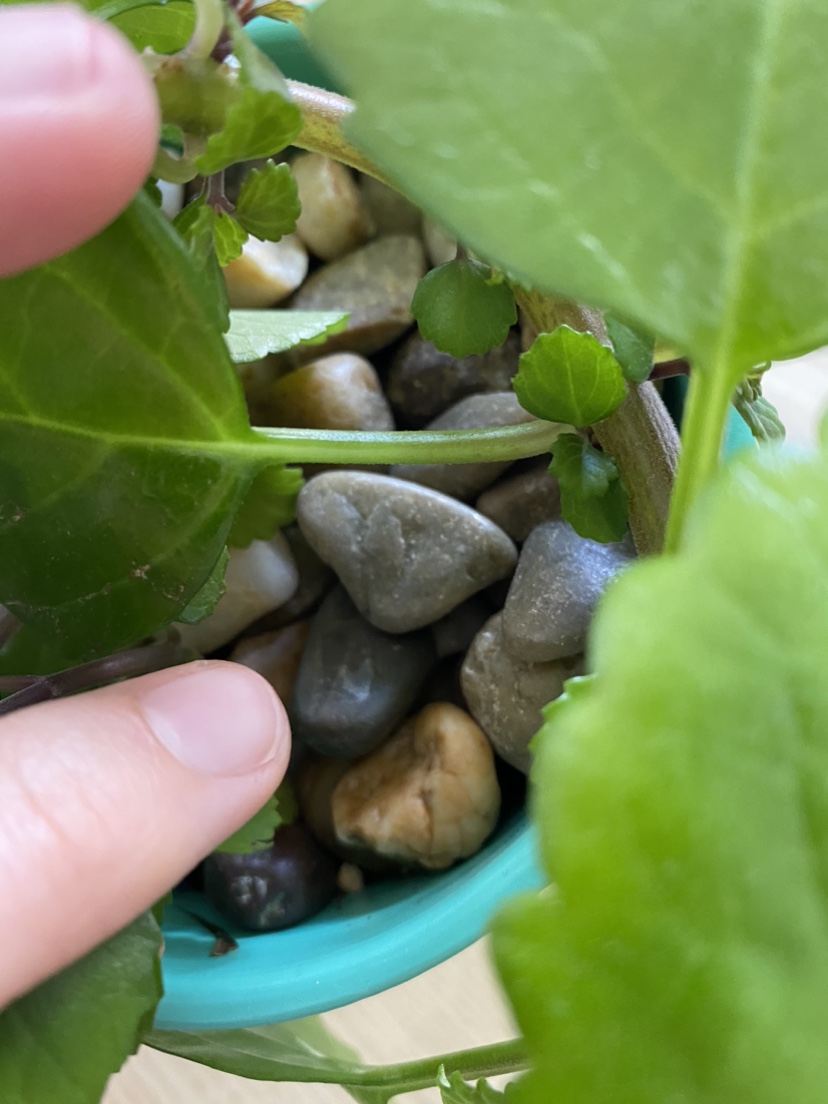 Beautiful Swedish Ivy image indicator(3)