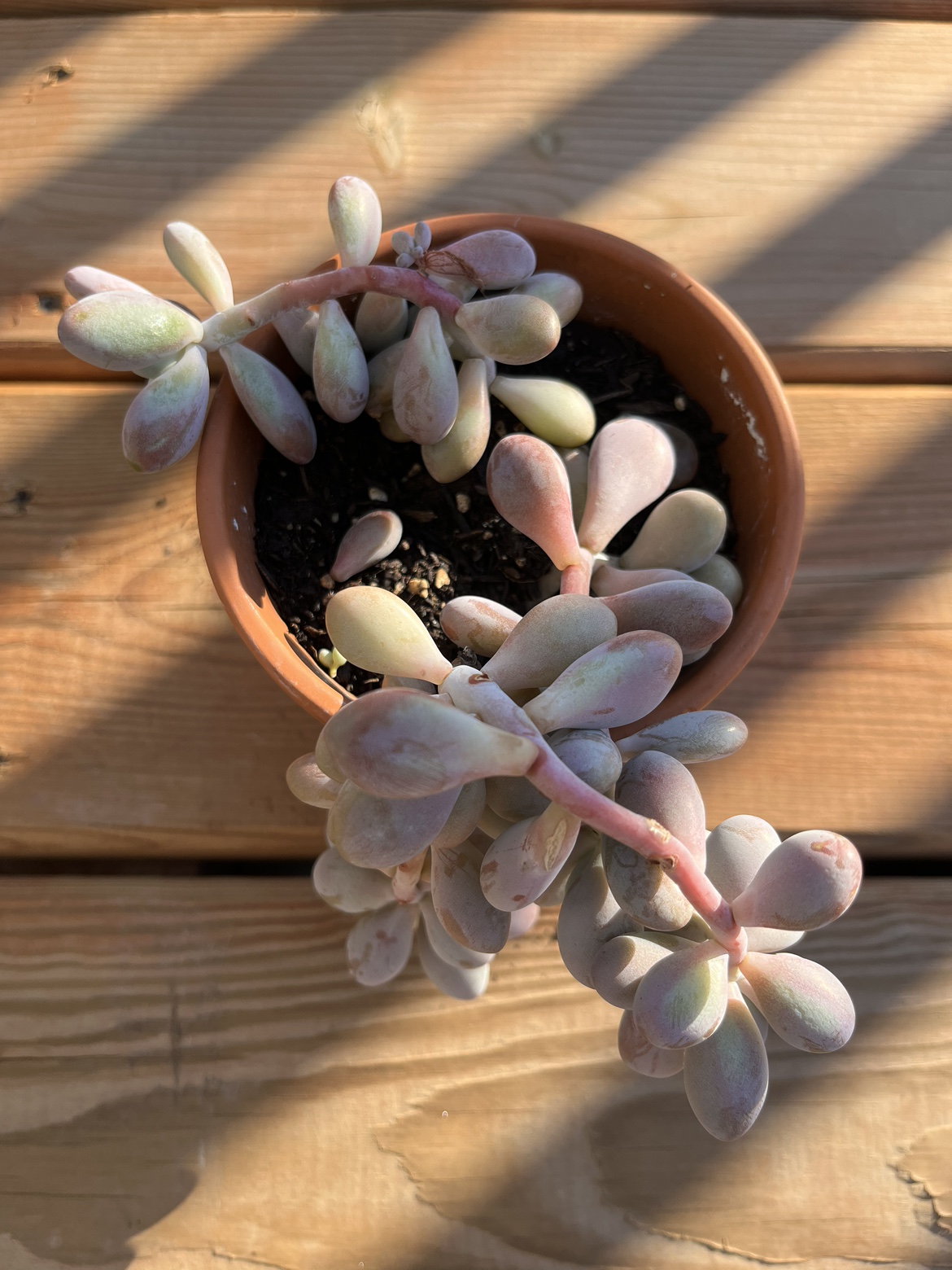 4.5” moonstone succulent plant ⚽️ image indicator(4)