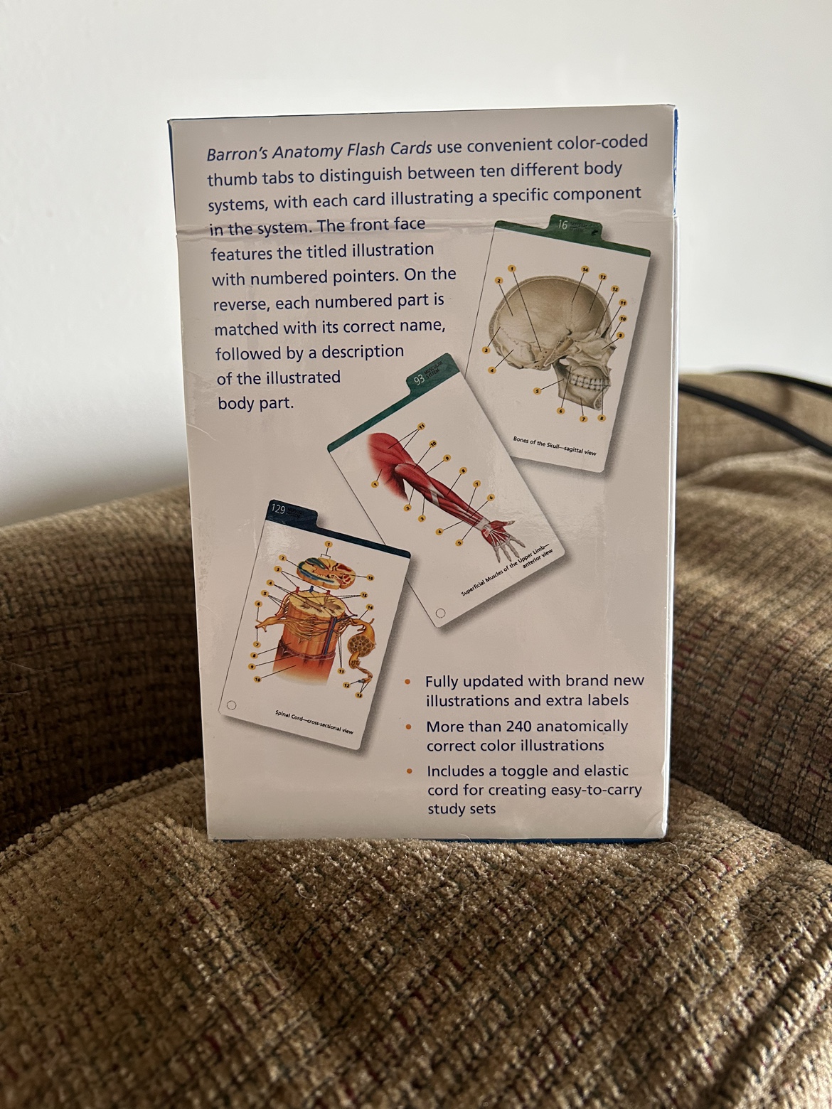 Anatomy Flash Cards - photo 4