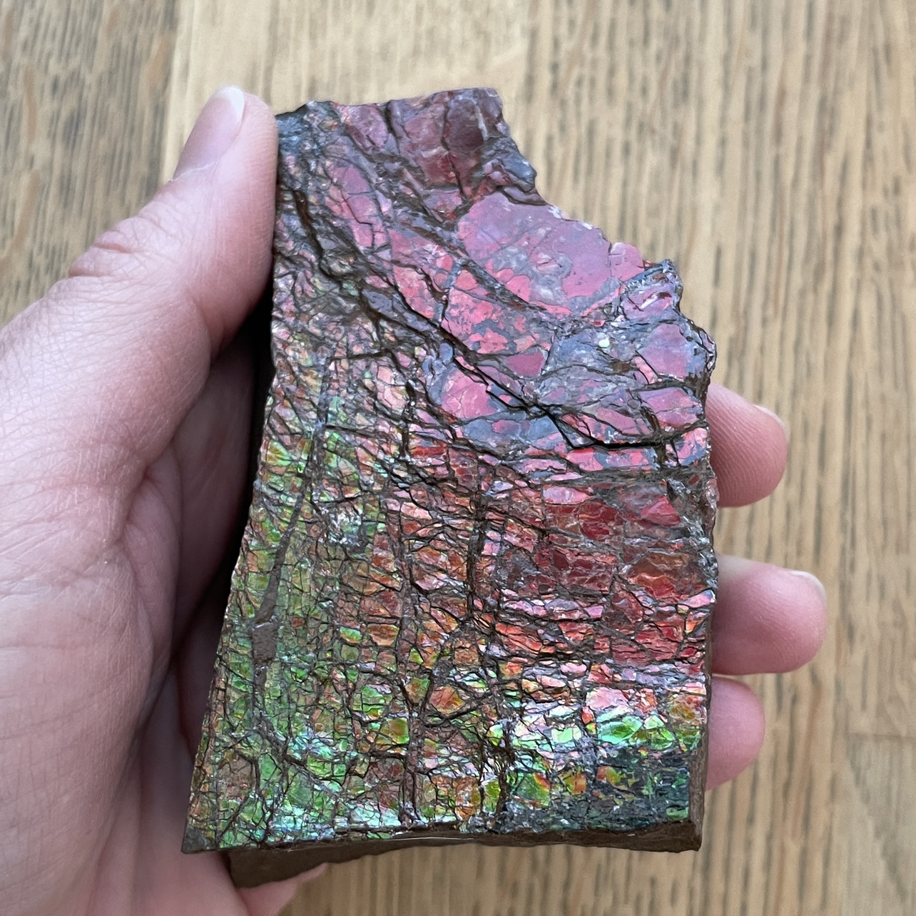 Raw Ammolite from Alberta thumbnail