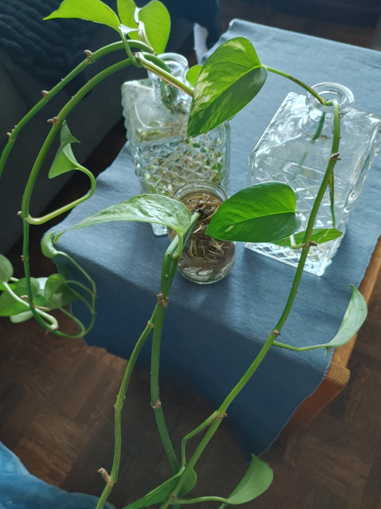 Pothos Clippings thumbnail