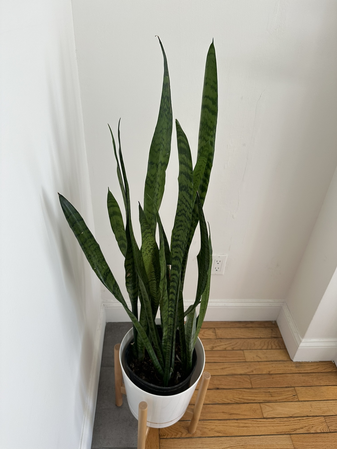 Snake Plant - photo 2