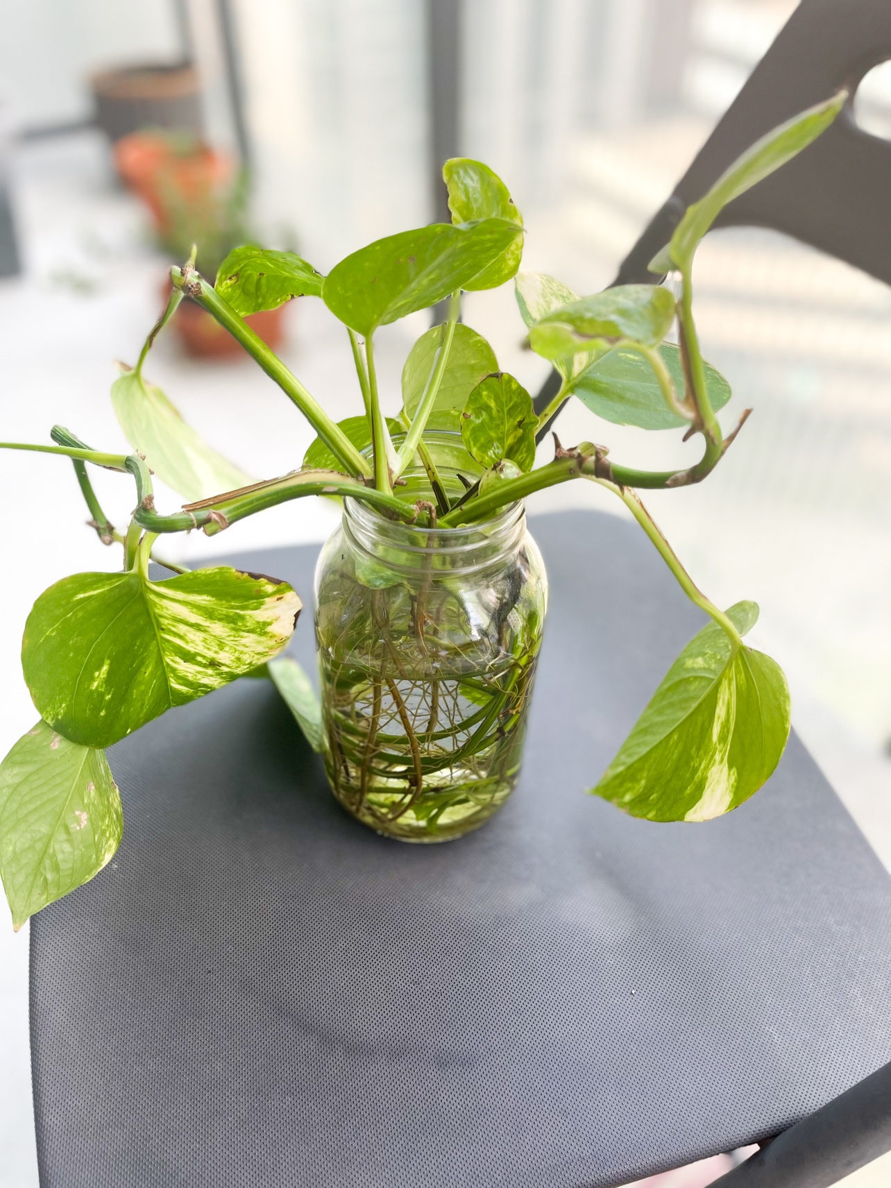 Rooted pothos plant cuttings in water image indicator(4)