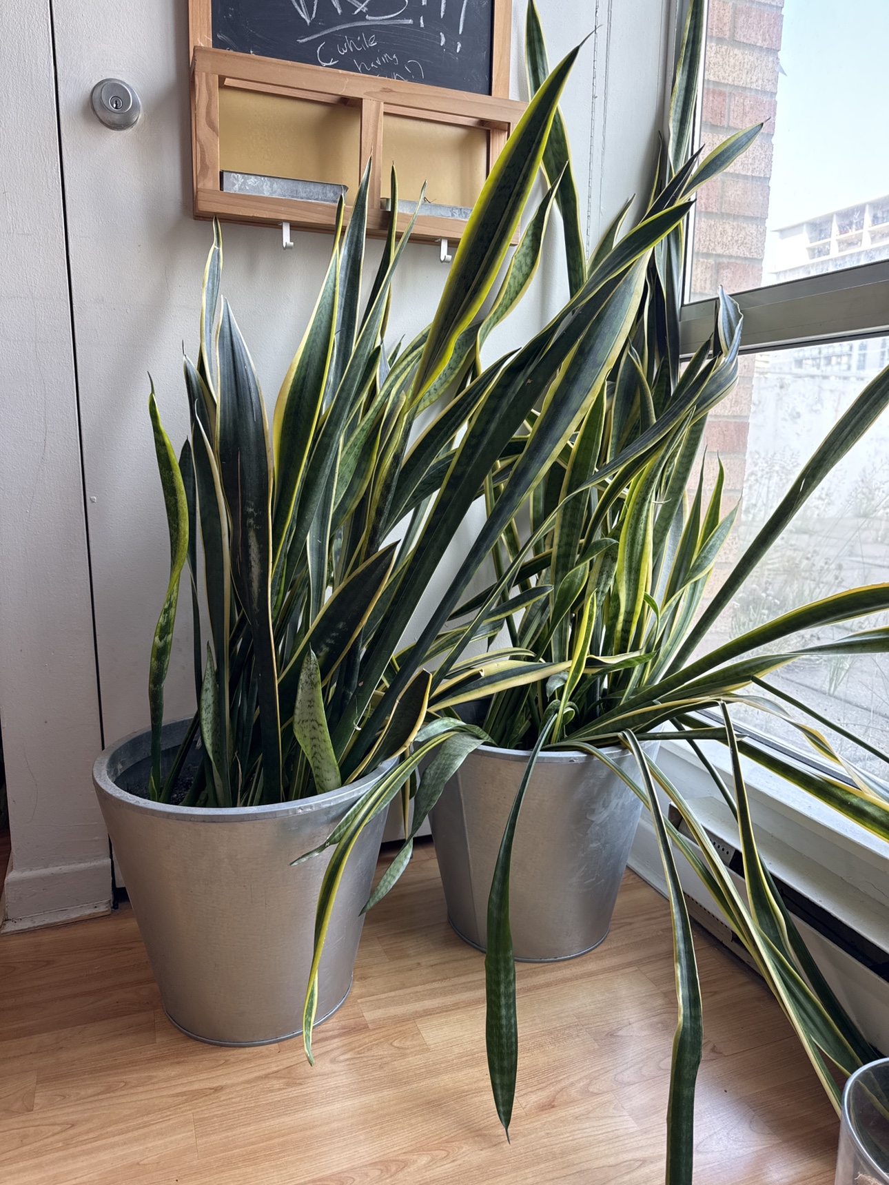 Snake Plant thumbnail