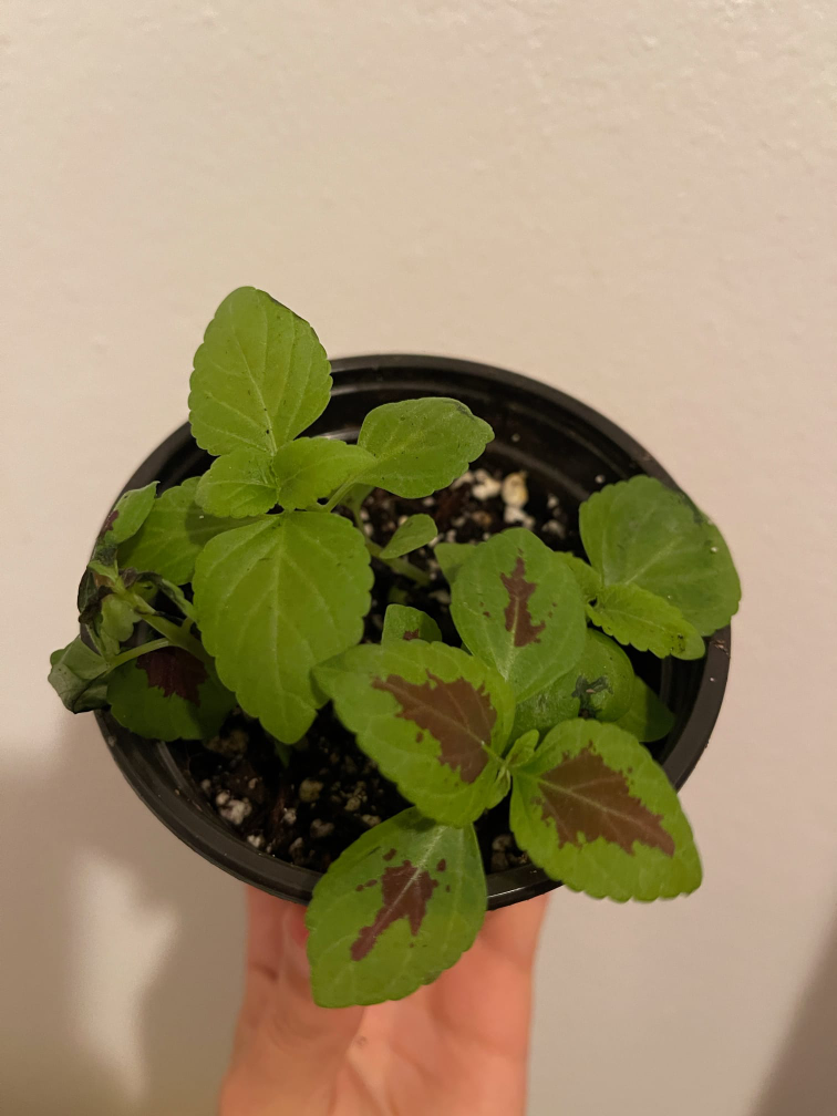 Coleus plants (3 in the same pot, the 4rth had an accident
