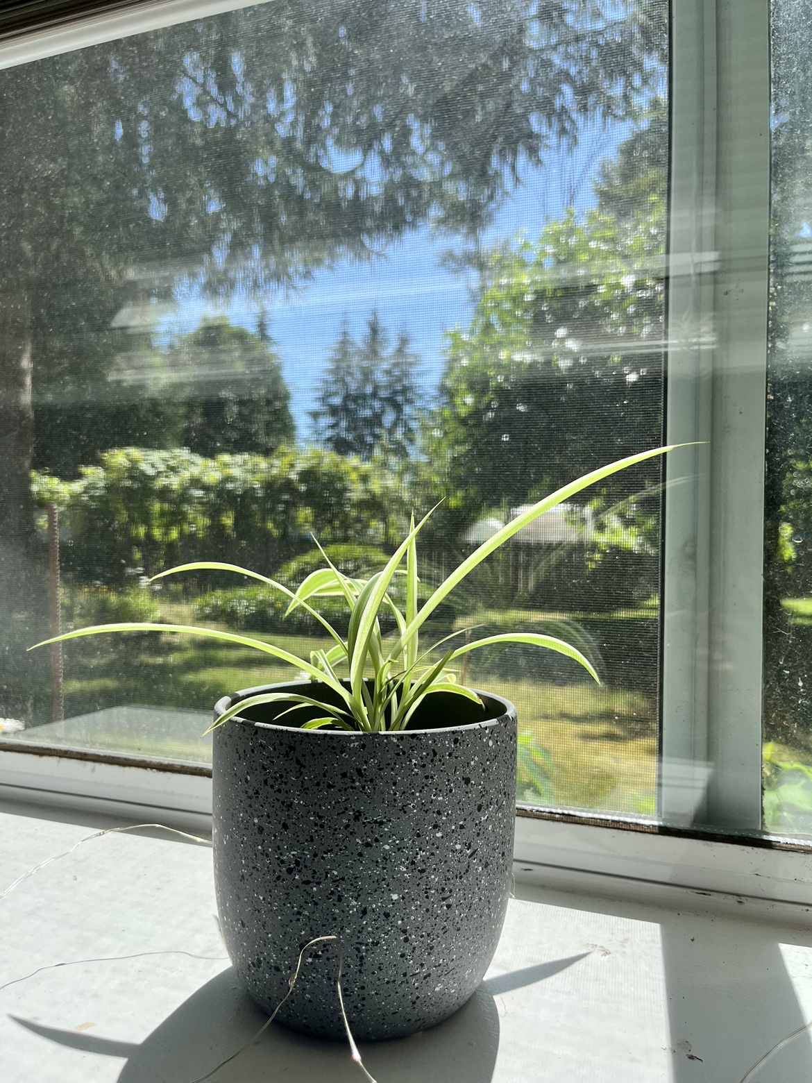 Plants for Sale - photo 4