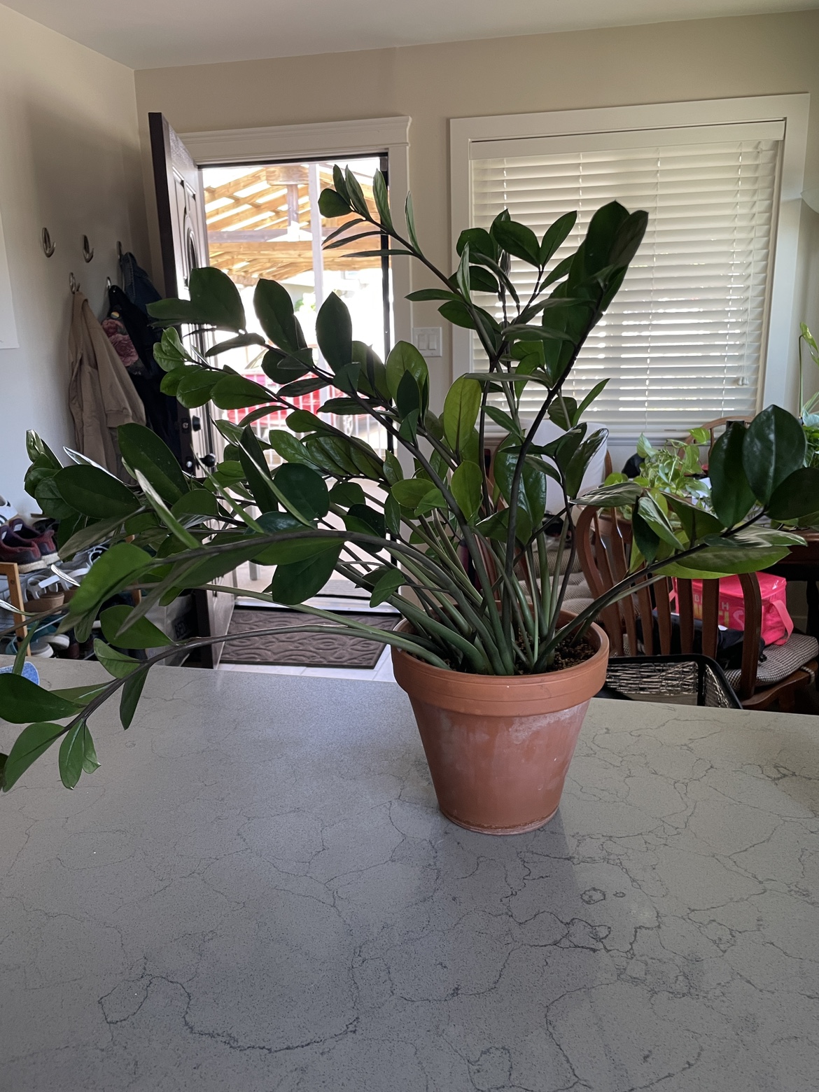 Mature Zz Plant in 8” Clay Pot