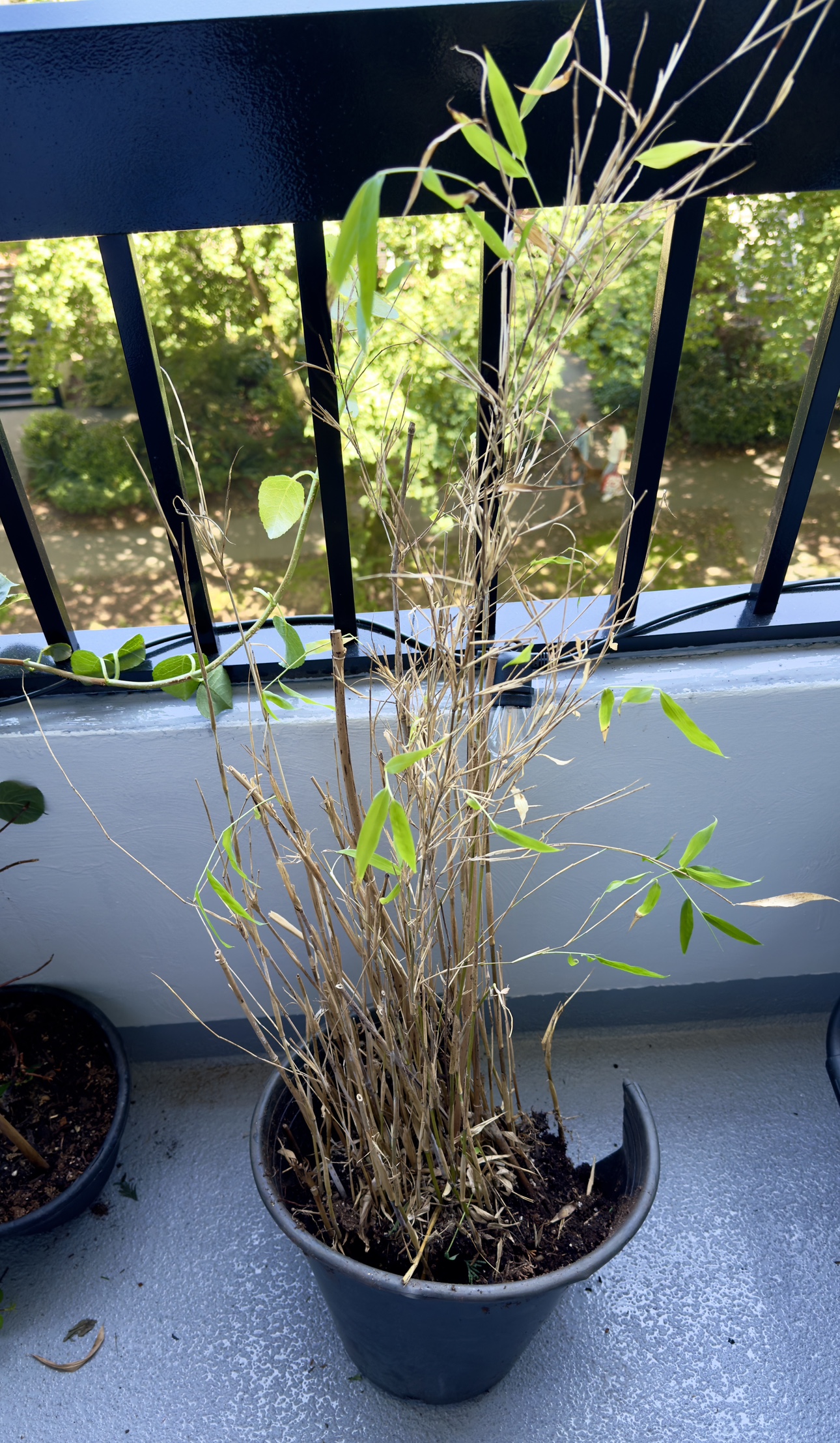 Fast growing clumping bamboo plant