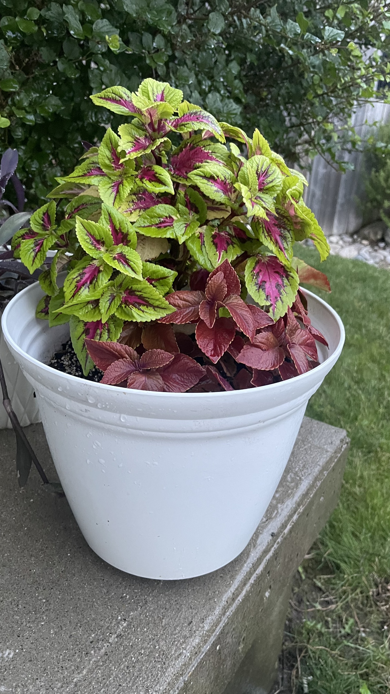 Red & green Coleus plant with begonia Combo - photo 2