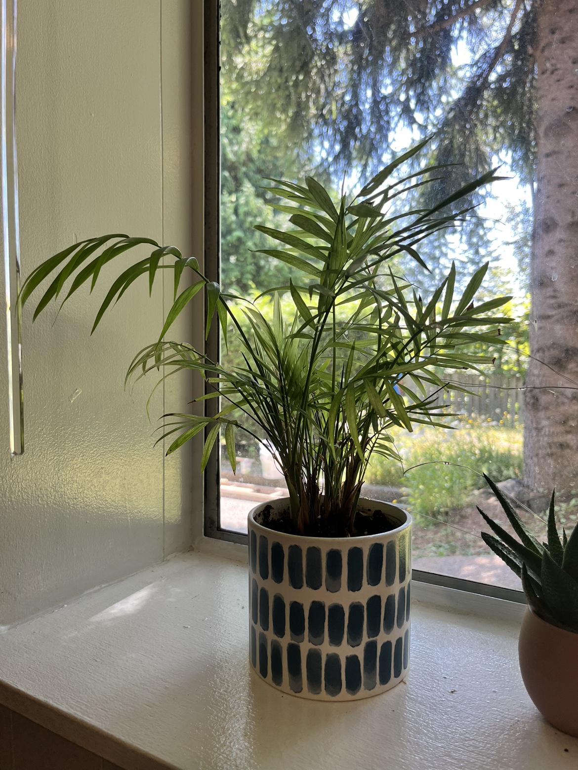 Plants for Sale - photo 2