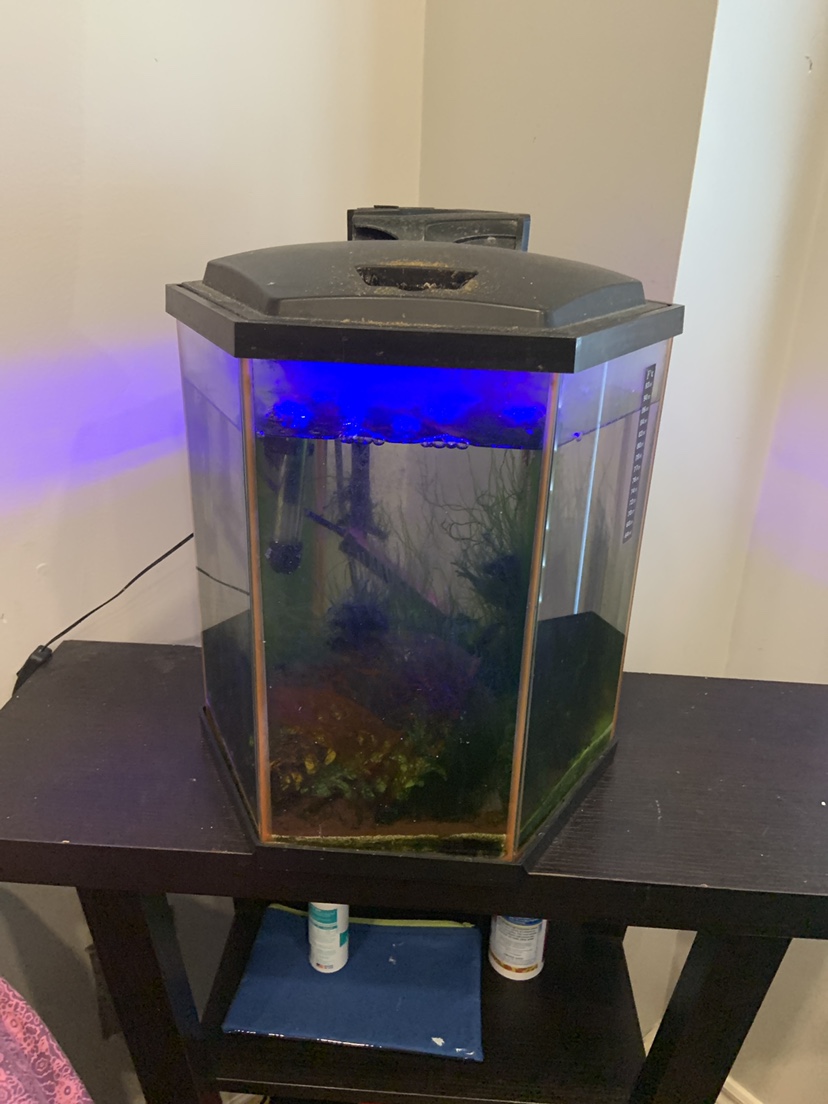 Aqarium