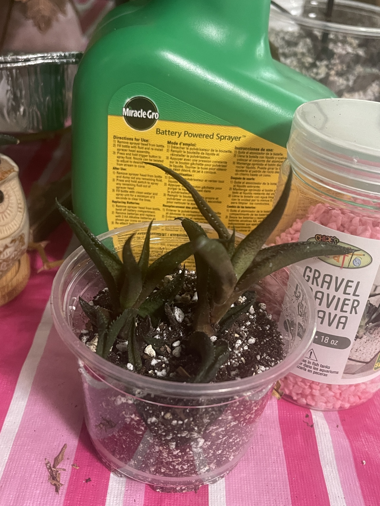 Succulent thumbnail