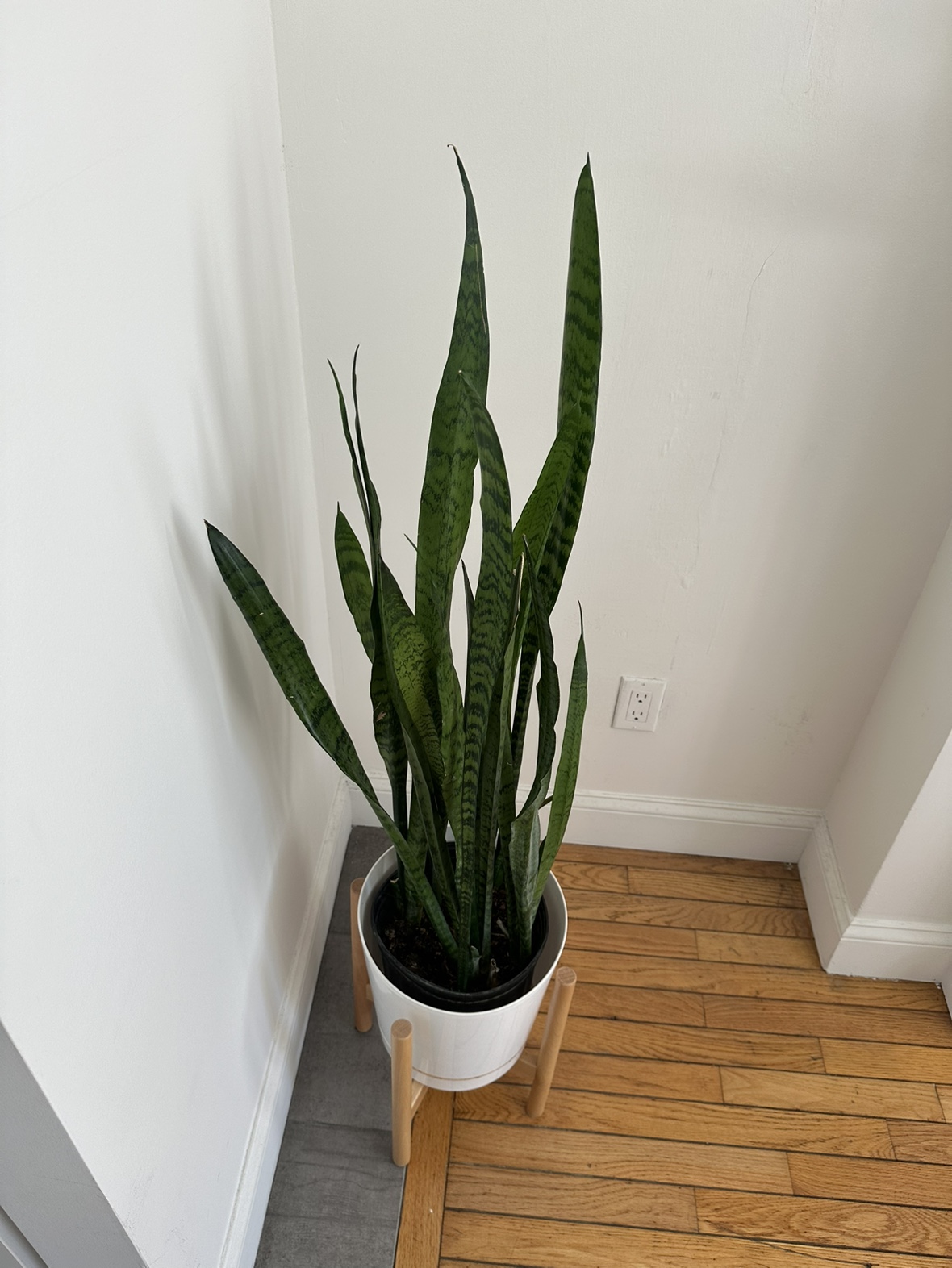 Snake Plant - photo 3