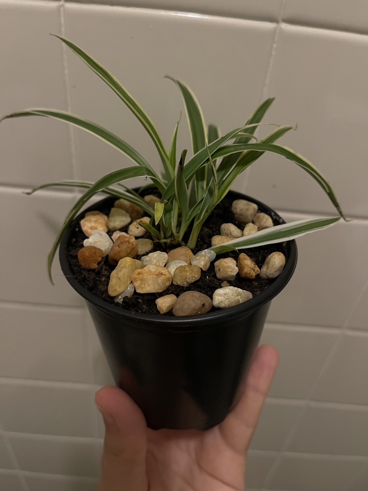 Spider plant (free with purchase) - photo 3