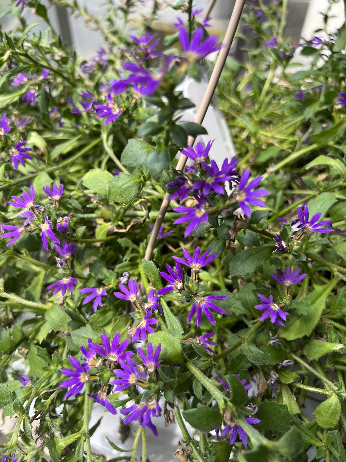 Plant