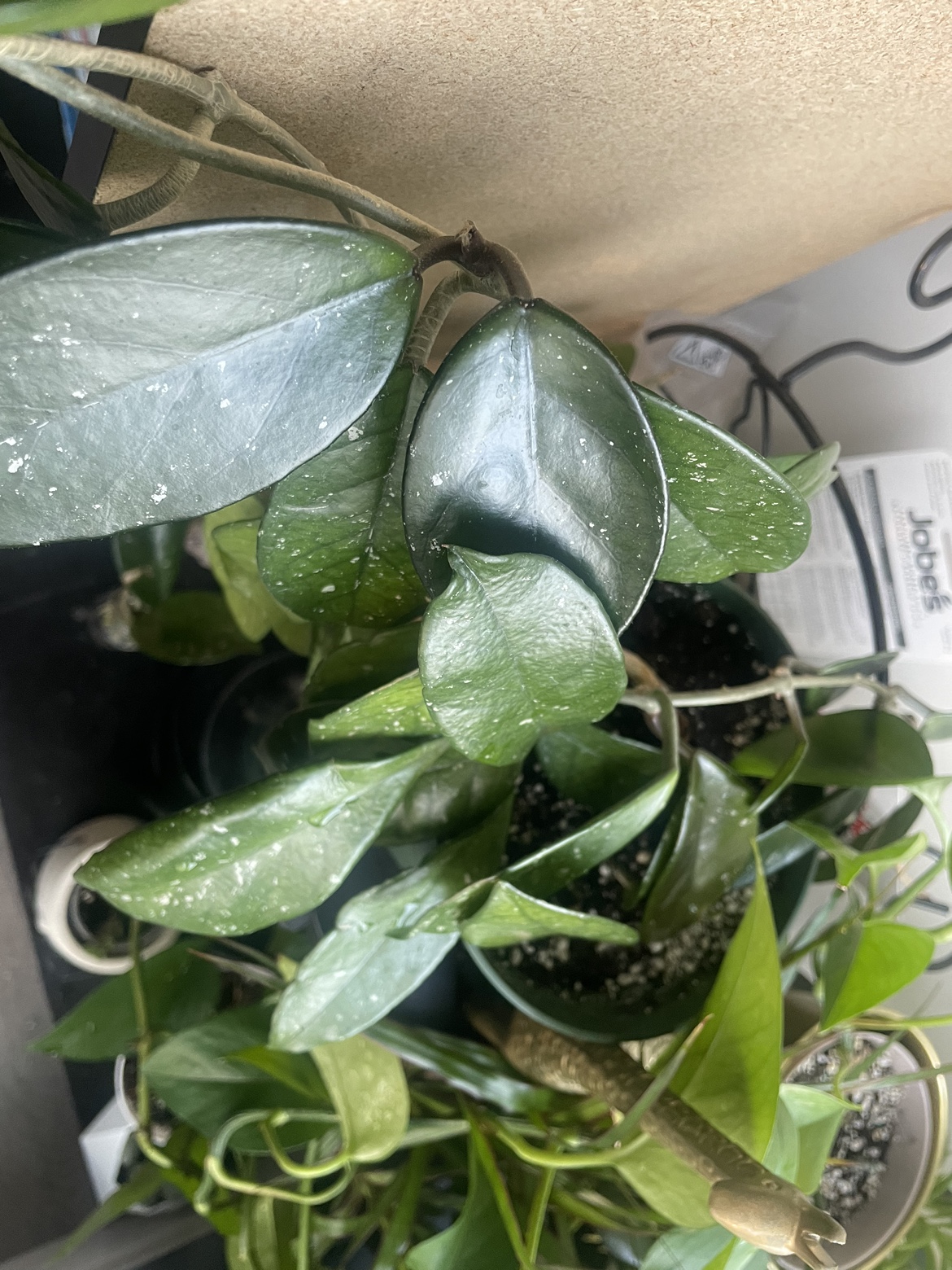 Rooted Hoya cuttings #freecycle image indicator(2)