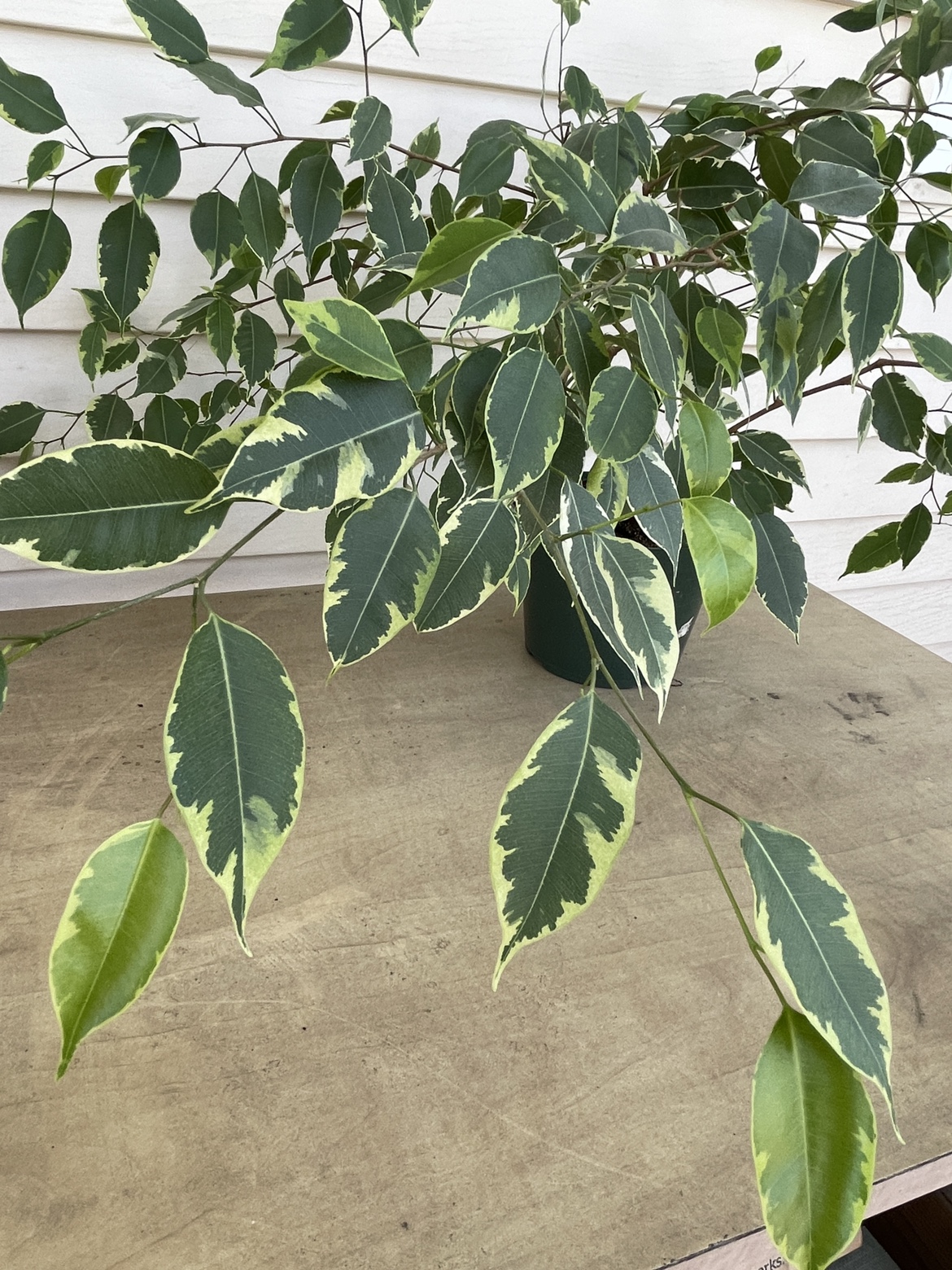 Variegated Ficus Benjamina / Weeping Fig in 7” pot - photo 2