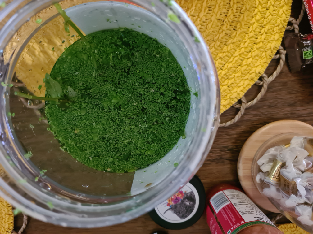 Free Aquarium plant clipping and Duckweed - photo 2