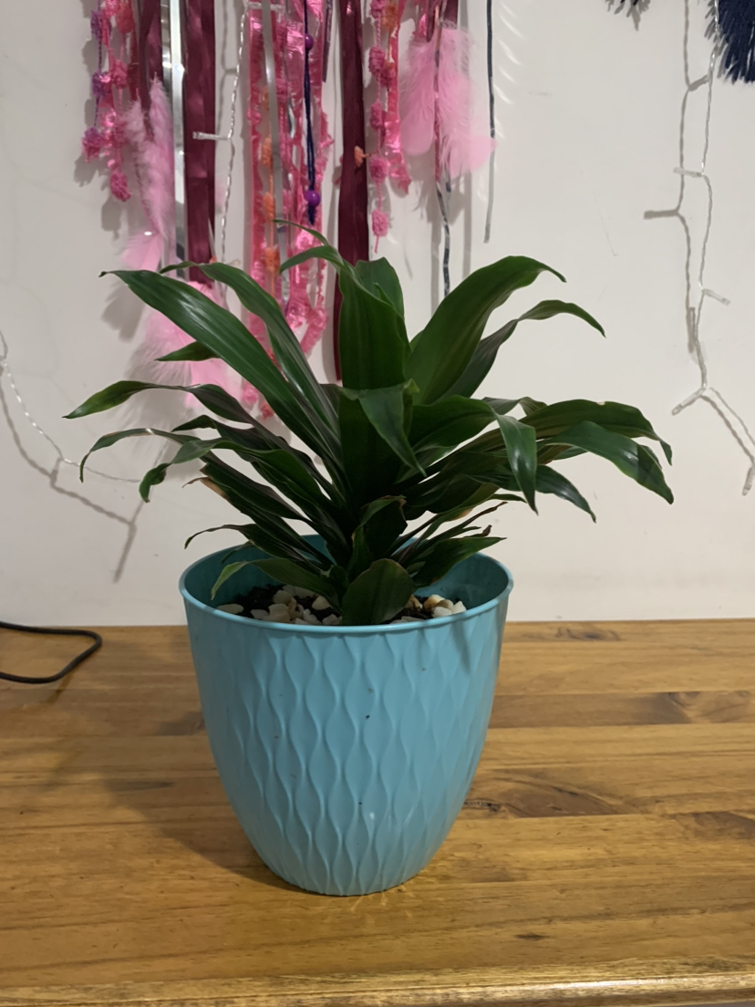 Dracaena Janet plant image indicator(2)