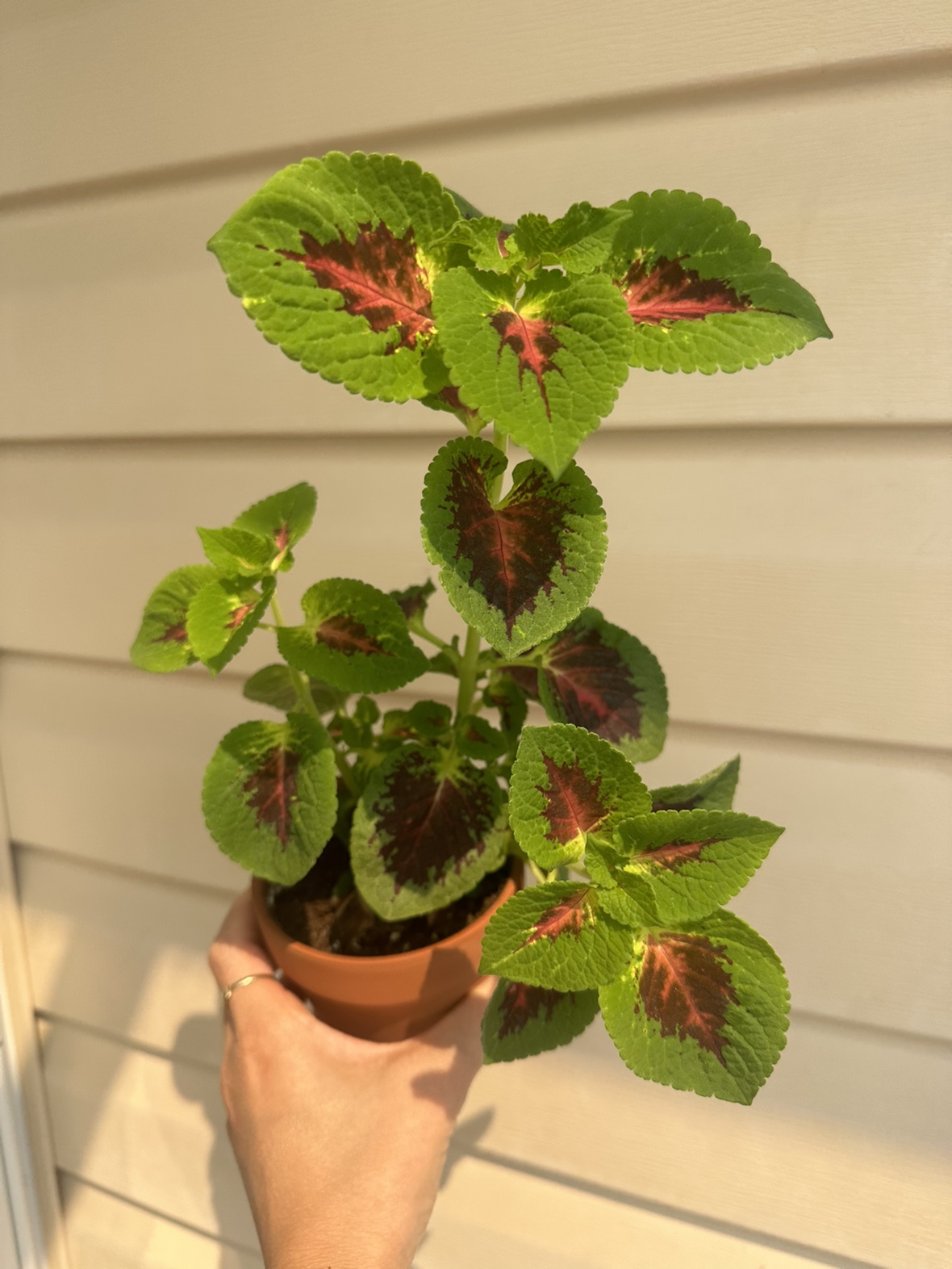 Baby colues plant - photo 2
