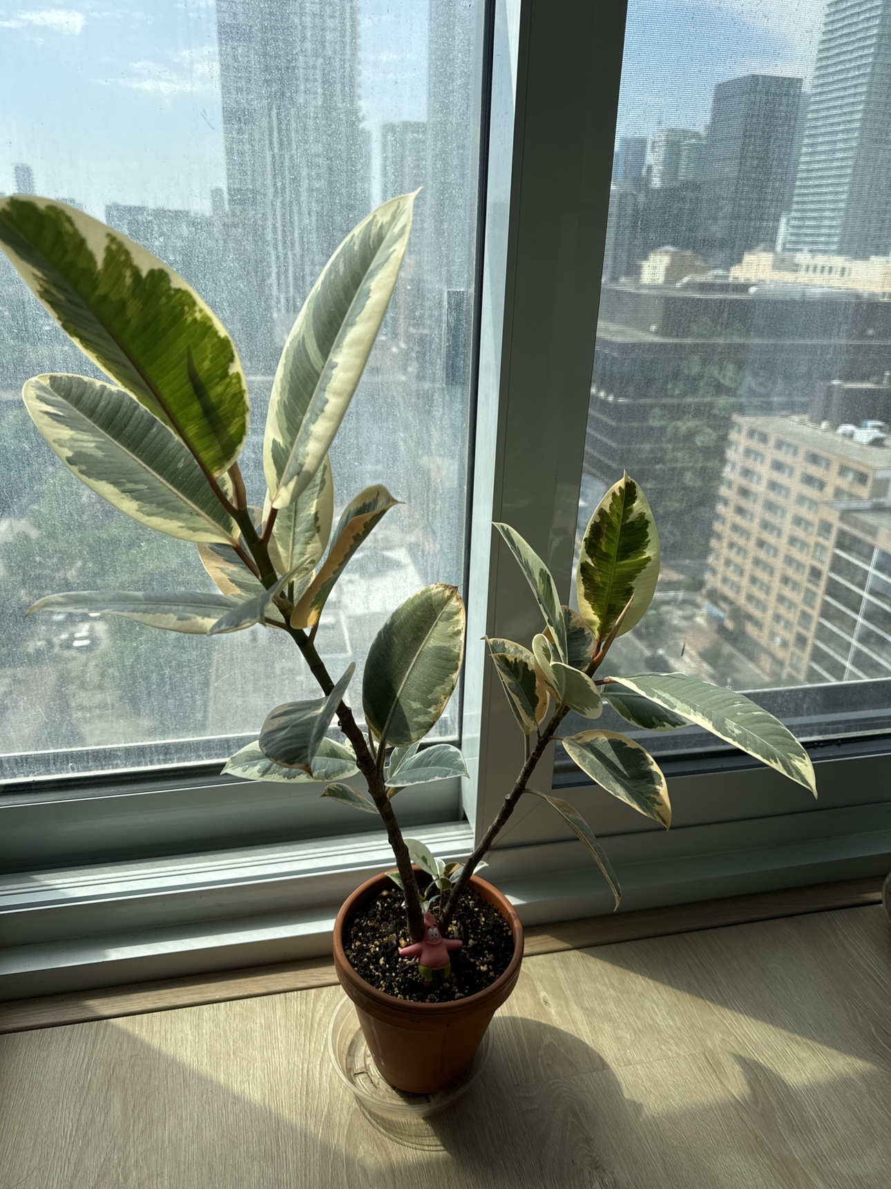 Robber plant- Move out sale
