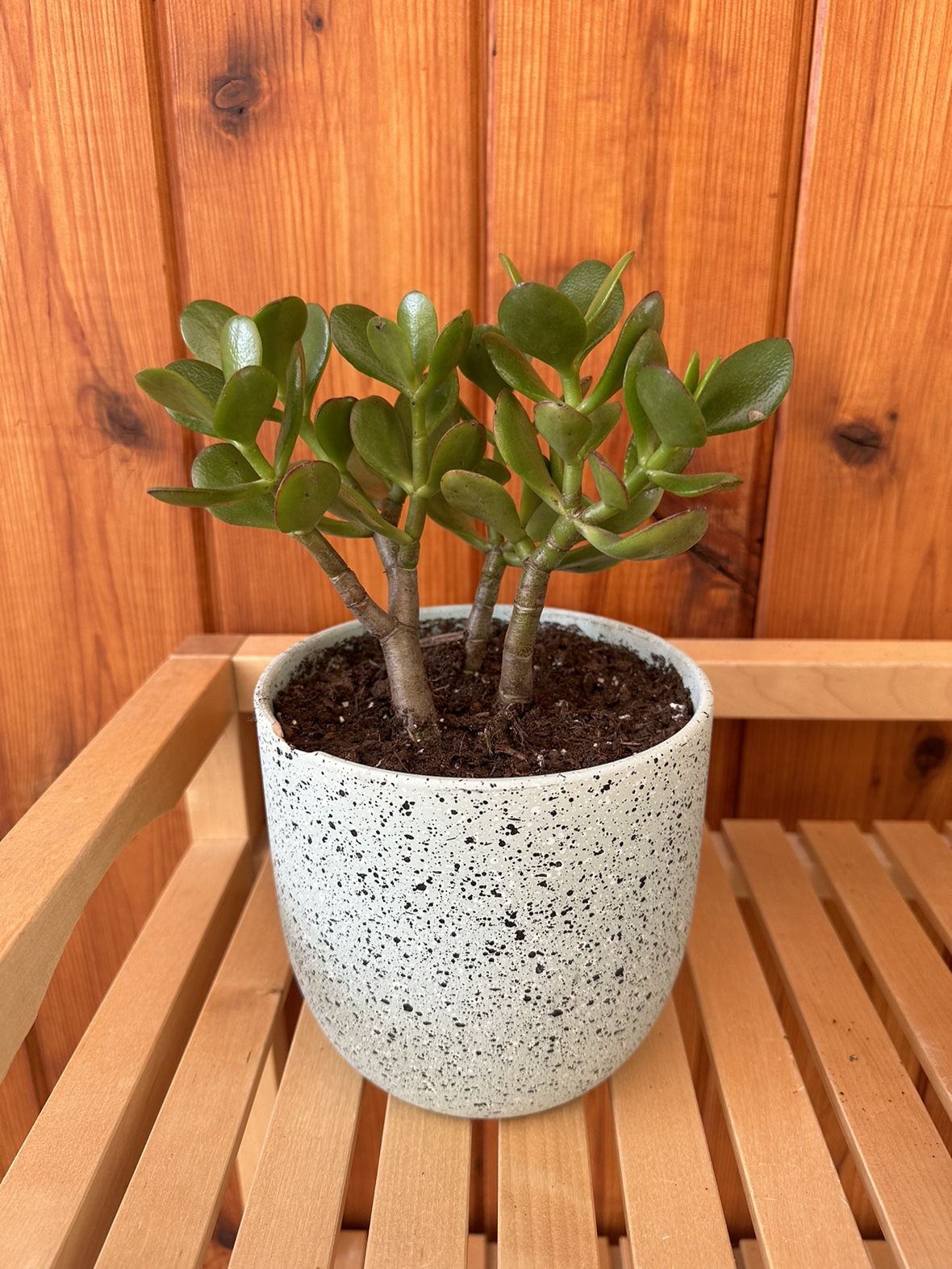 Jade plant