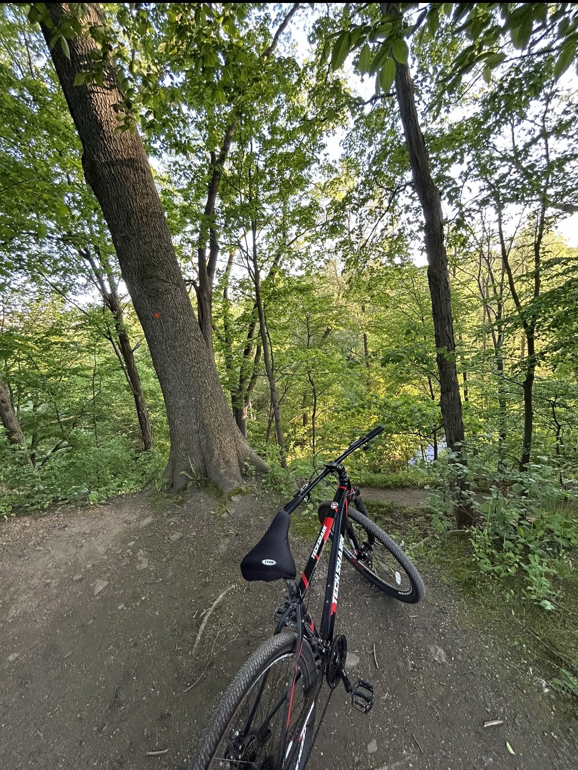 29’ Mountain Bike thumbnail