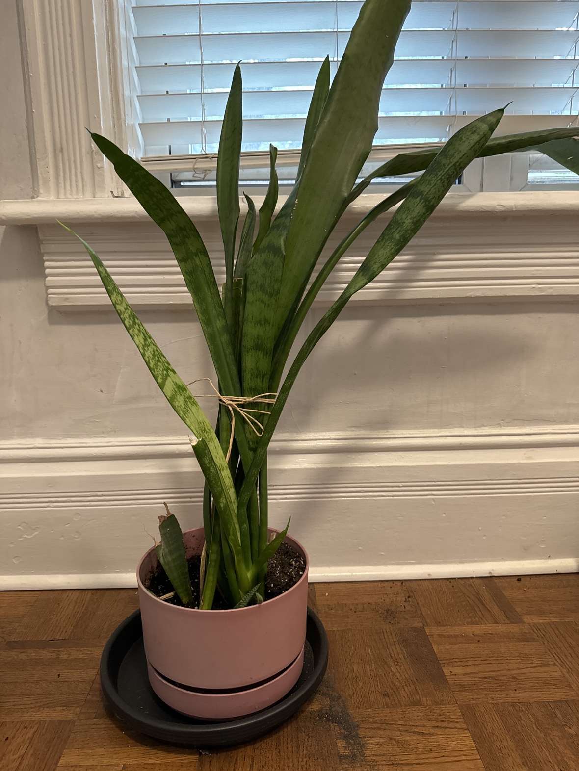 Mothers tongue plant thumbnail