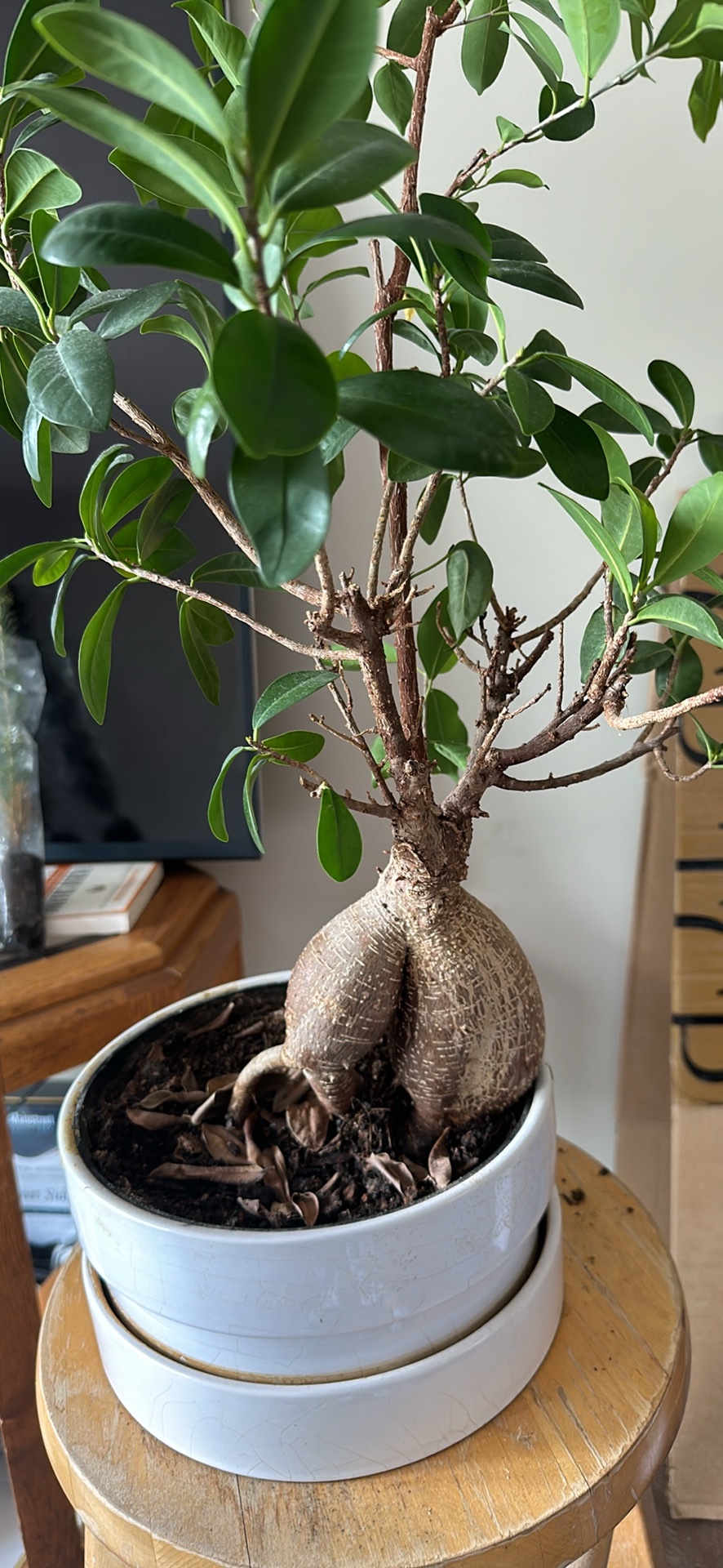 Plants - photo 2