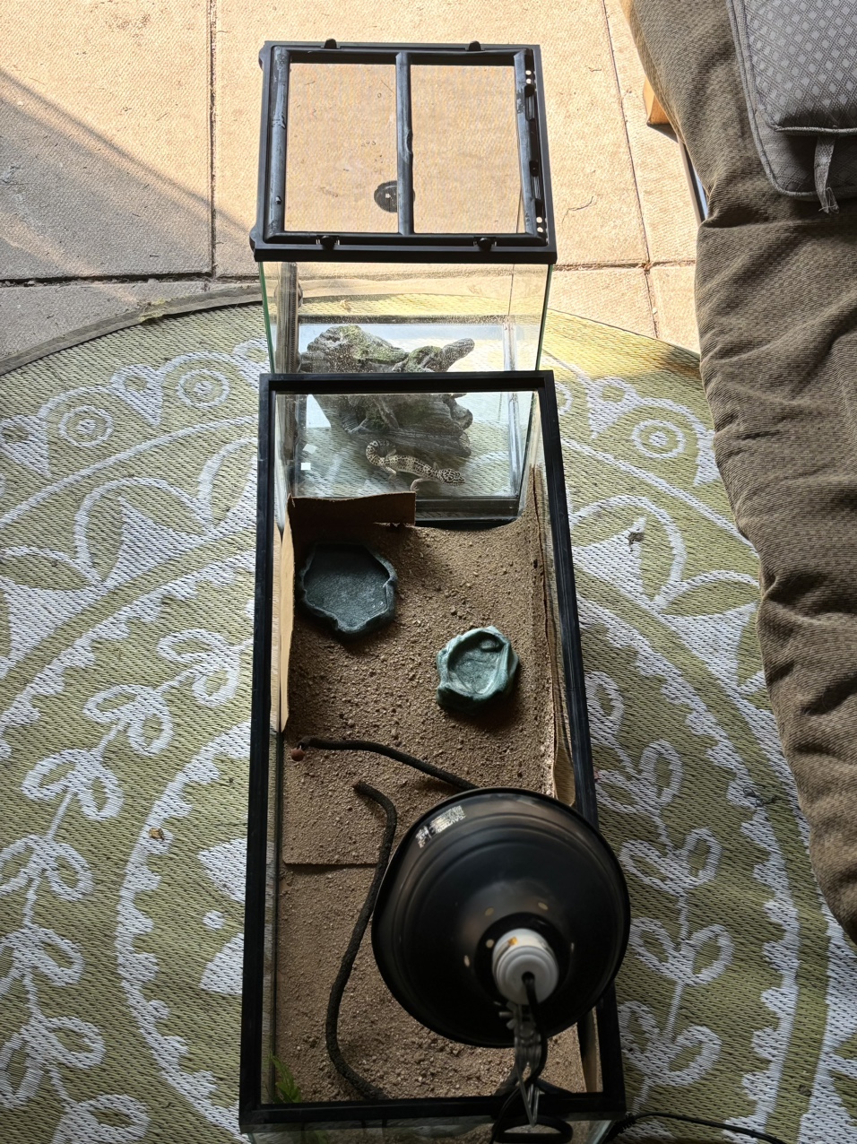 Gecko, Terrariums w temperature mgmt equipt, feed and vitamins image indicator(3)