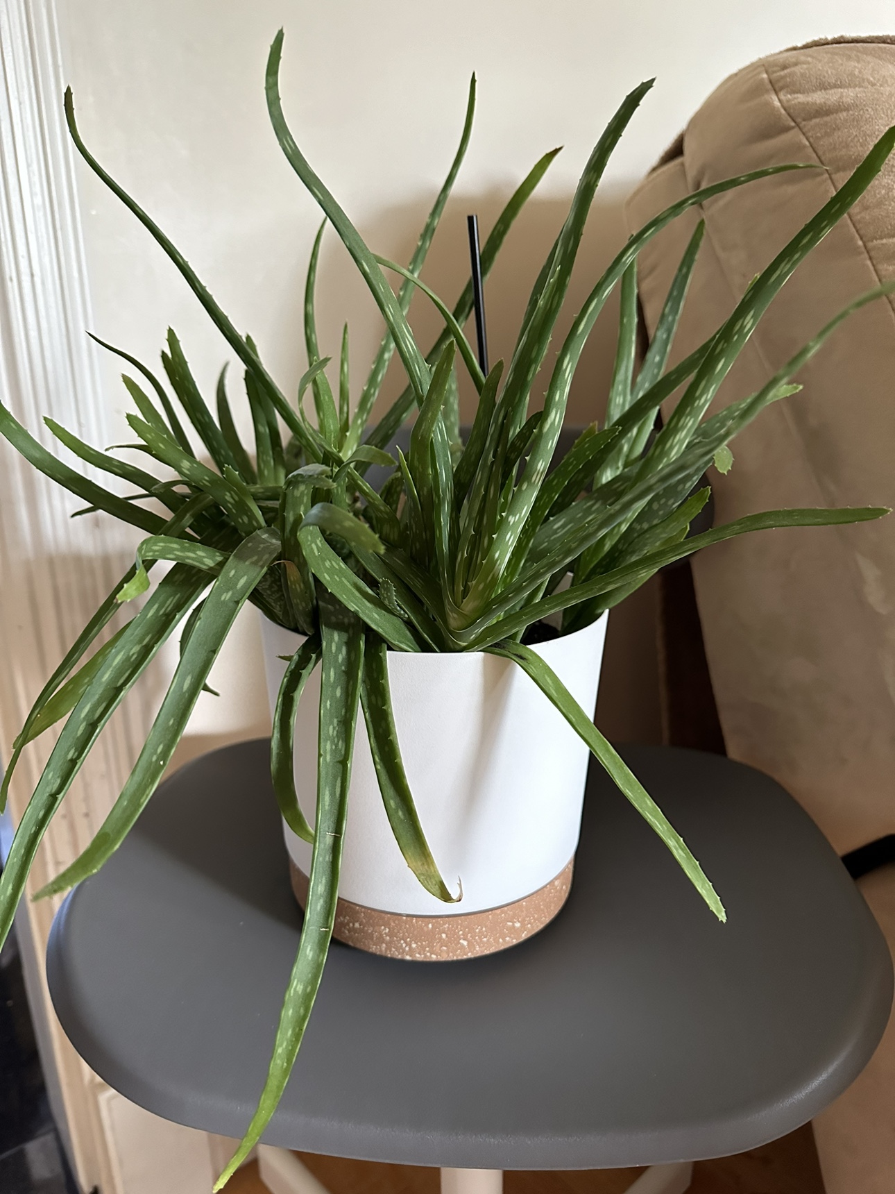 Aloe vera plant #freecycle thumbnail