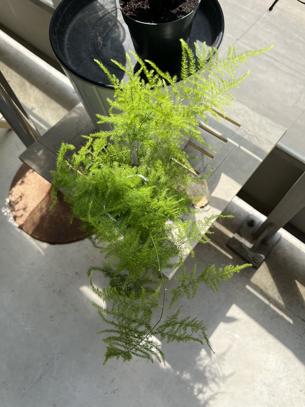 Plant - photo 3