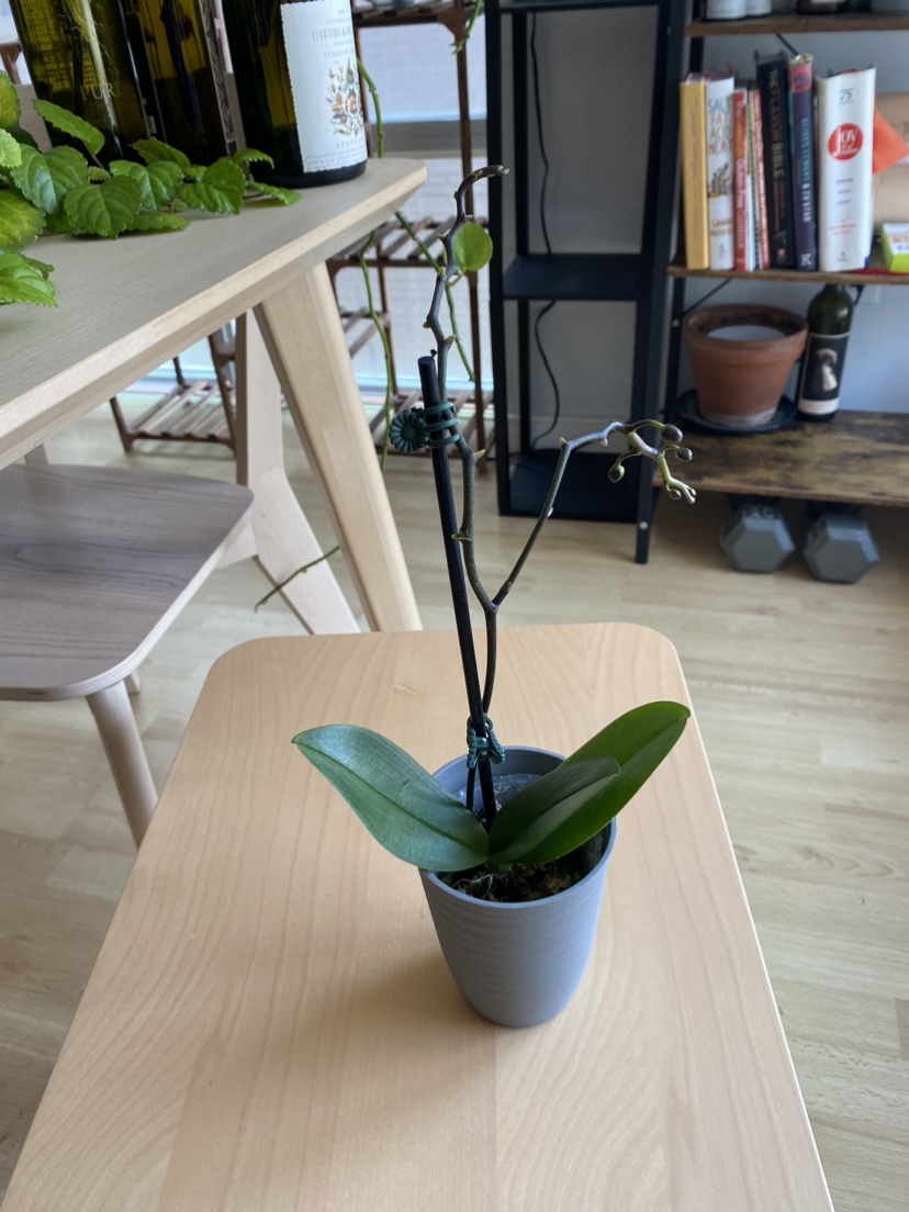 Orchid about to flower thumbnail