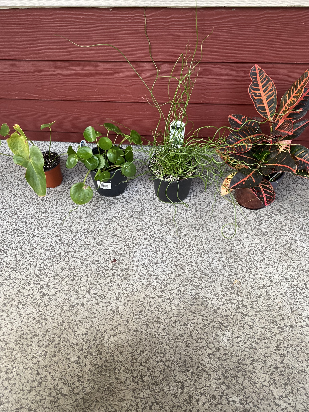 Plants thumbnail