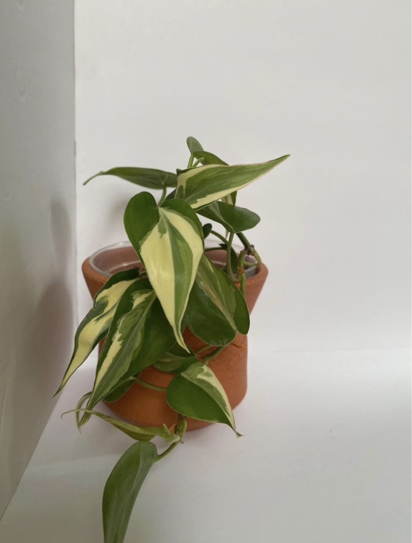 Philodendron hederaceum 'Rio' - photo 2