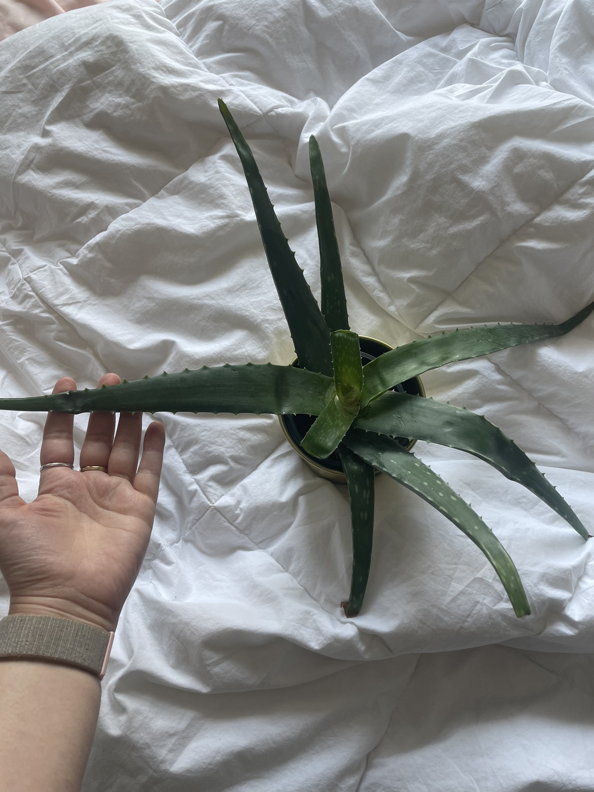 Free aloe plant
