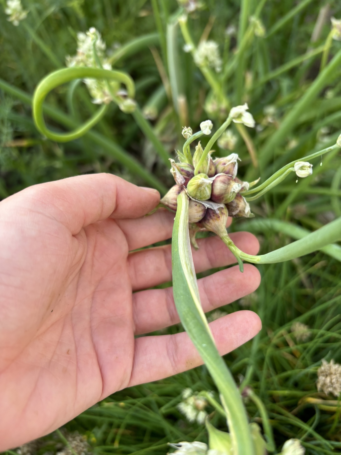 walking/spring onion bulbs #freecycle