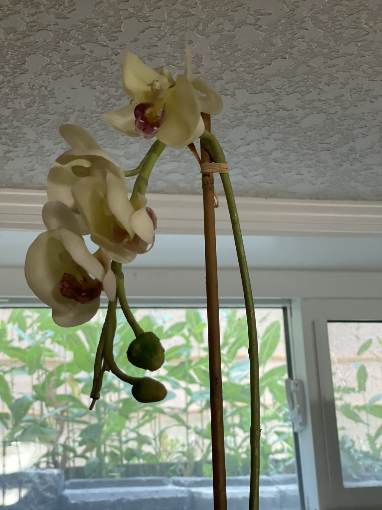Fake plant  #freecycle