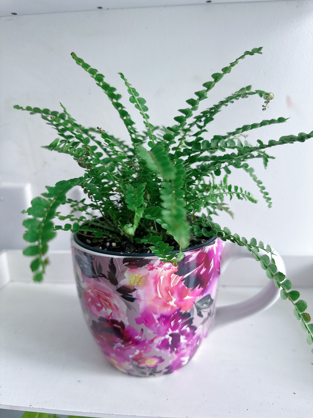 Botton fern with mug ceramic planter thumbnail