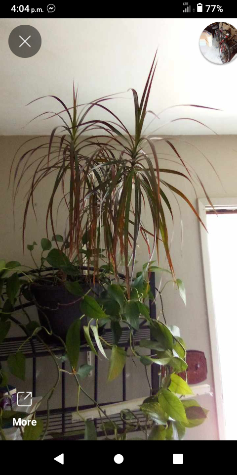 extra large healthy plants $30 each